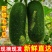 广西节瓜大量接单产地直发量大从优欢迎来电咨询