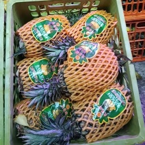 【金钻菠萝】贵州菠萝/贵州金钻菠萝/品质保证量大从优