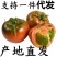 草莓番茄铁皮柿子新鲜水果西红柿各大平台电商一件代发