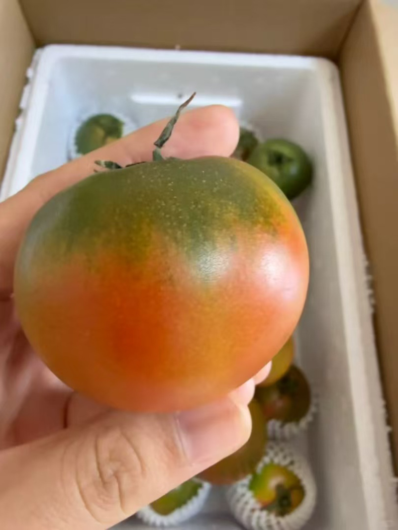 草莓番茄铁皮柿子新鲜水果西红柿各大平台电商一件代发