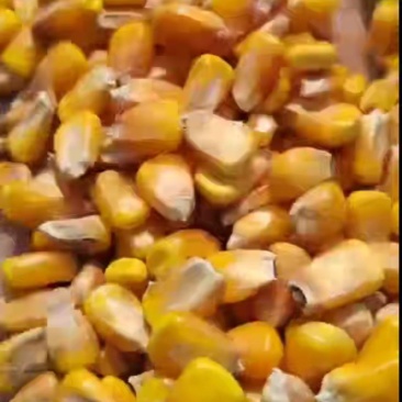 出售玉米，无沙无霉变，养殖商用匀可
