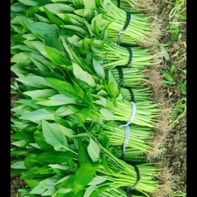深圳本地大叶空心菜！长年每天现货供应深圳东莞广州佛山周边