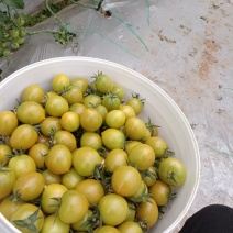 水果千禧小番茄