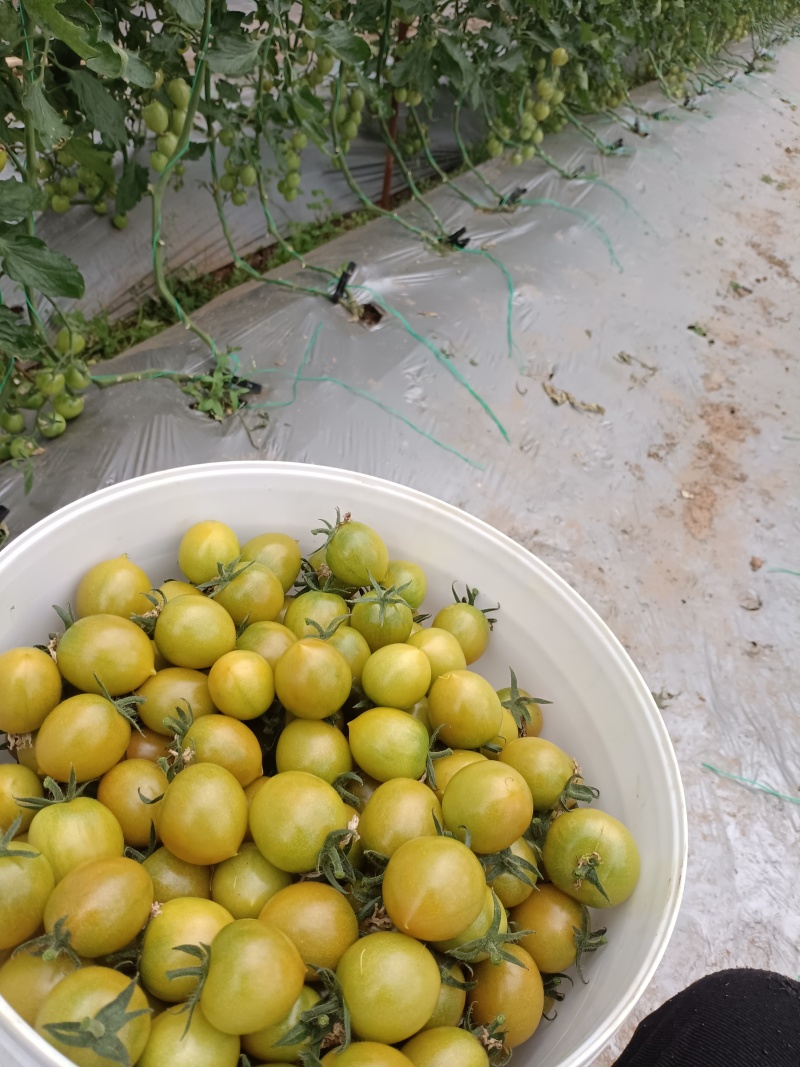 水果千禧小番茄