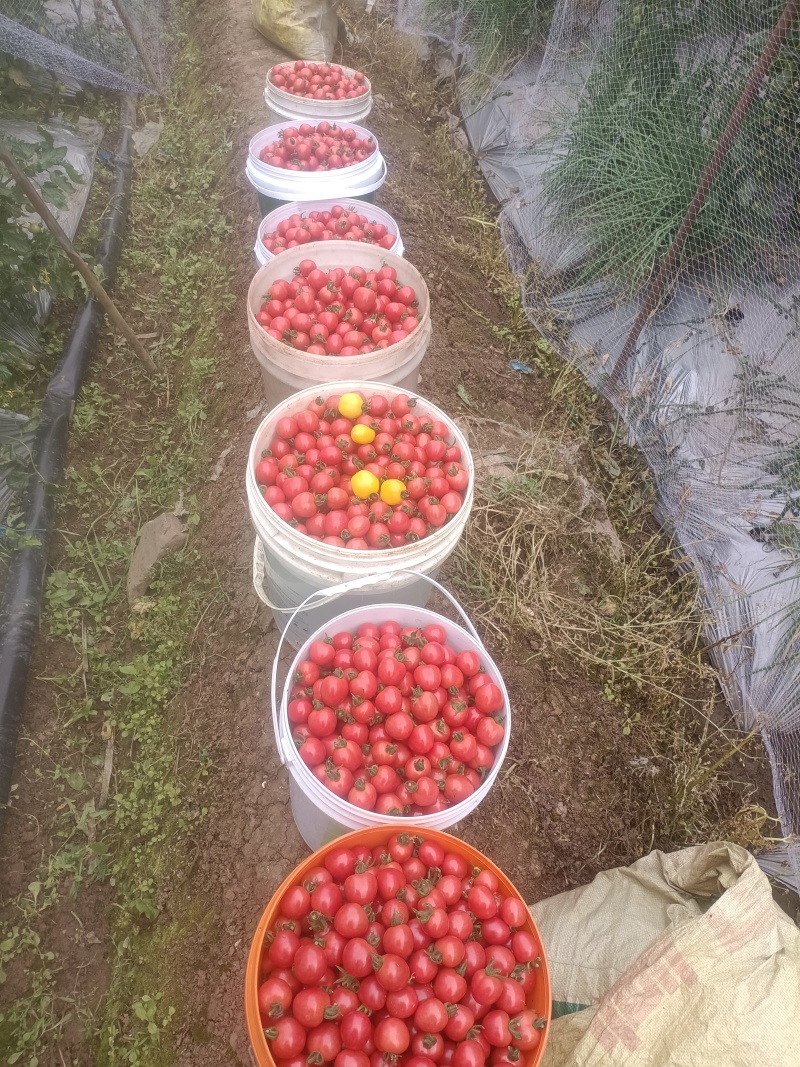 水果千禧小番茄