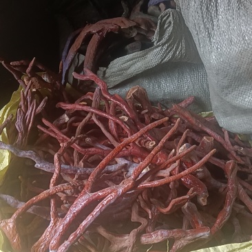 人工种植的鹿角灵芝