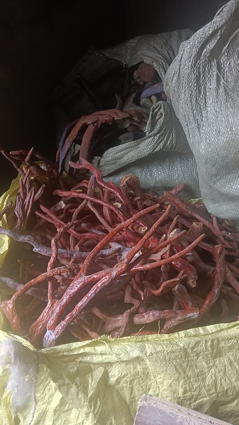 人工种植的鹿角灵芝