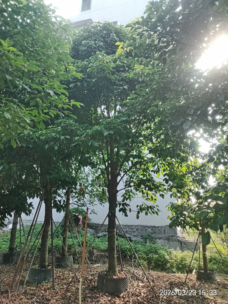 秋枫