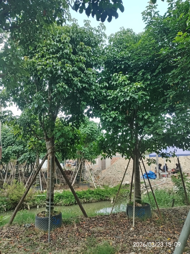 秋枫