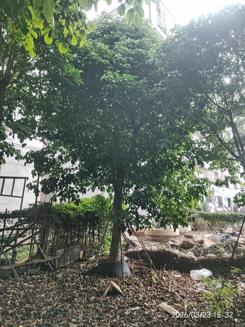秋枫