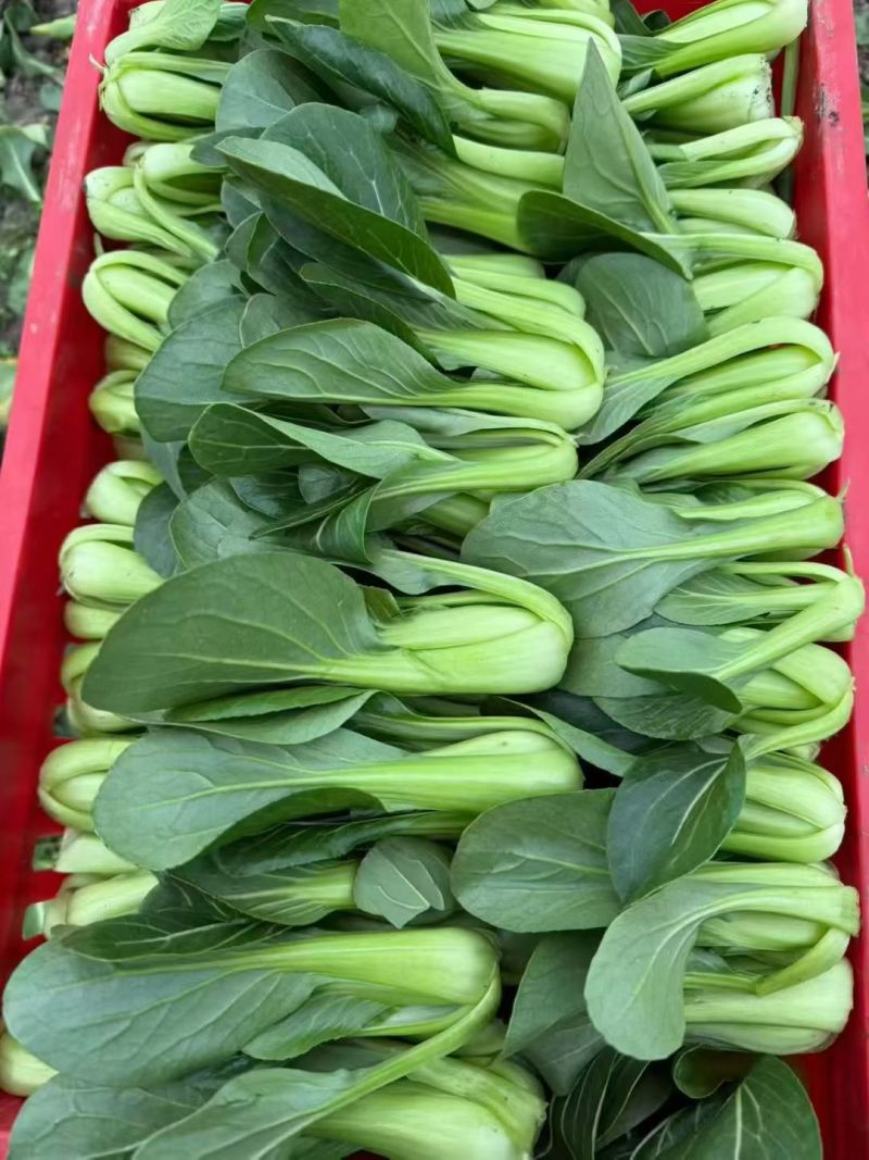 【基地直供】山东油菜上海青精品油菜海量货源