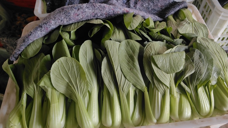 【基地直供】山东油菜上海青精品油菜海量货源
