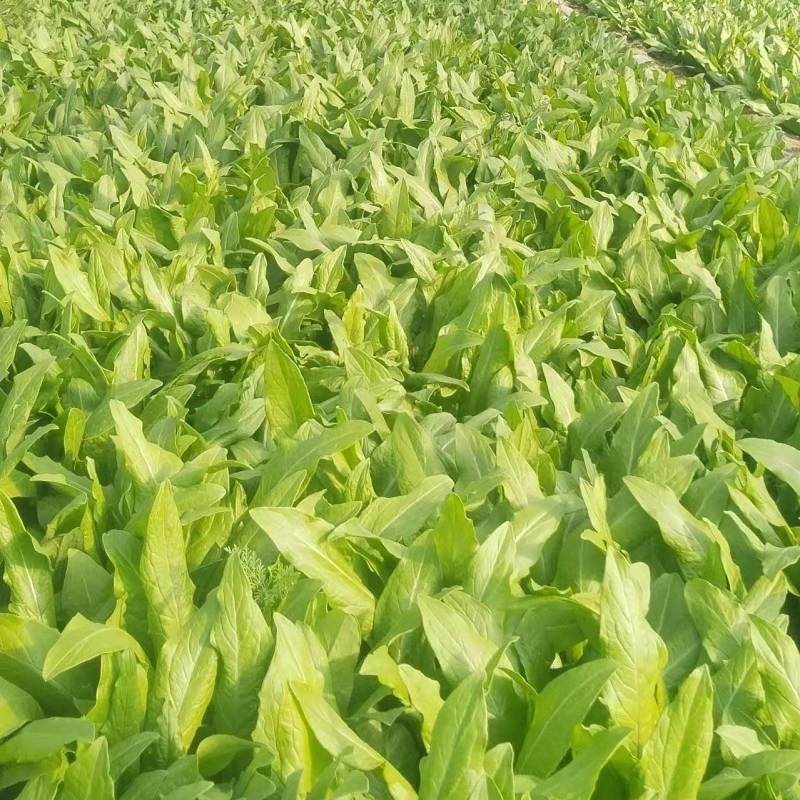 精品油麦菜