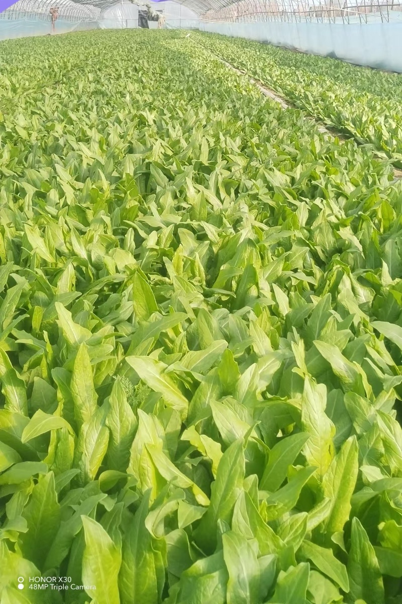 精品油麦菜