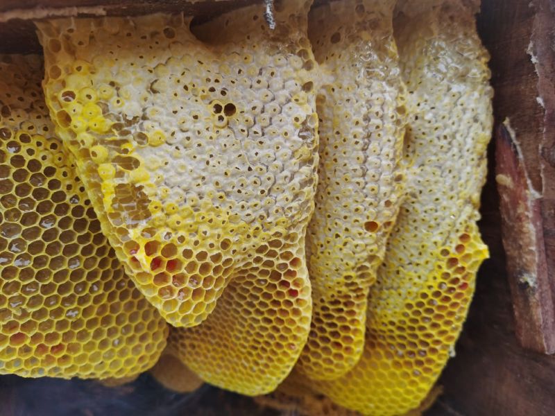 云南深山森林野生百花蜜