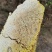 云南深山森林野生百花蜜