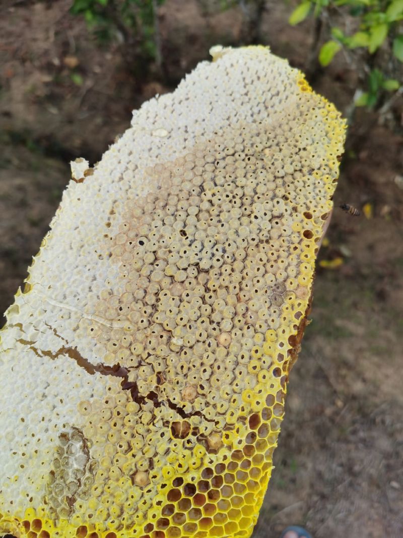 云南深山森林野生百花蜜