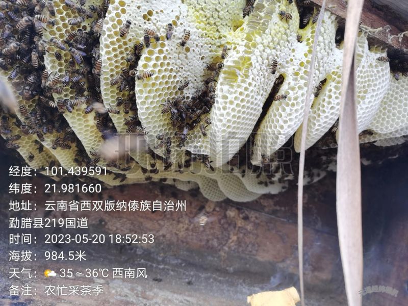 云南深山森林野生百花蜜