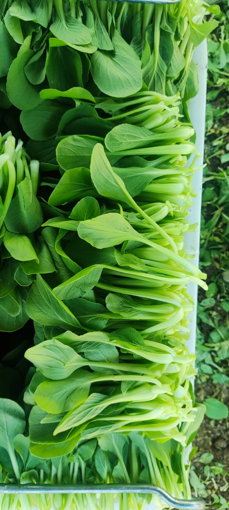深圳鸡毛菜基地！长年每天新货供应！深圳现割每天从深圳发货
