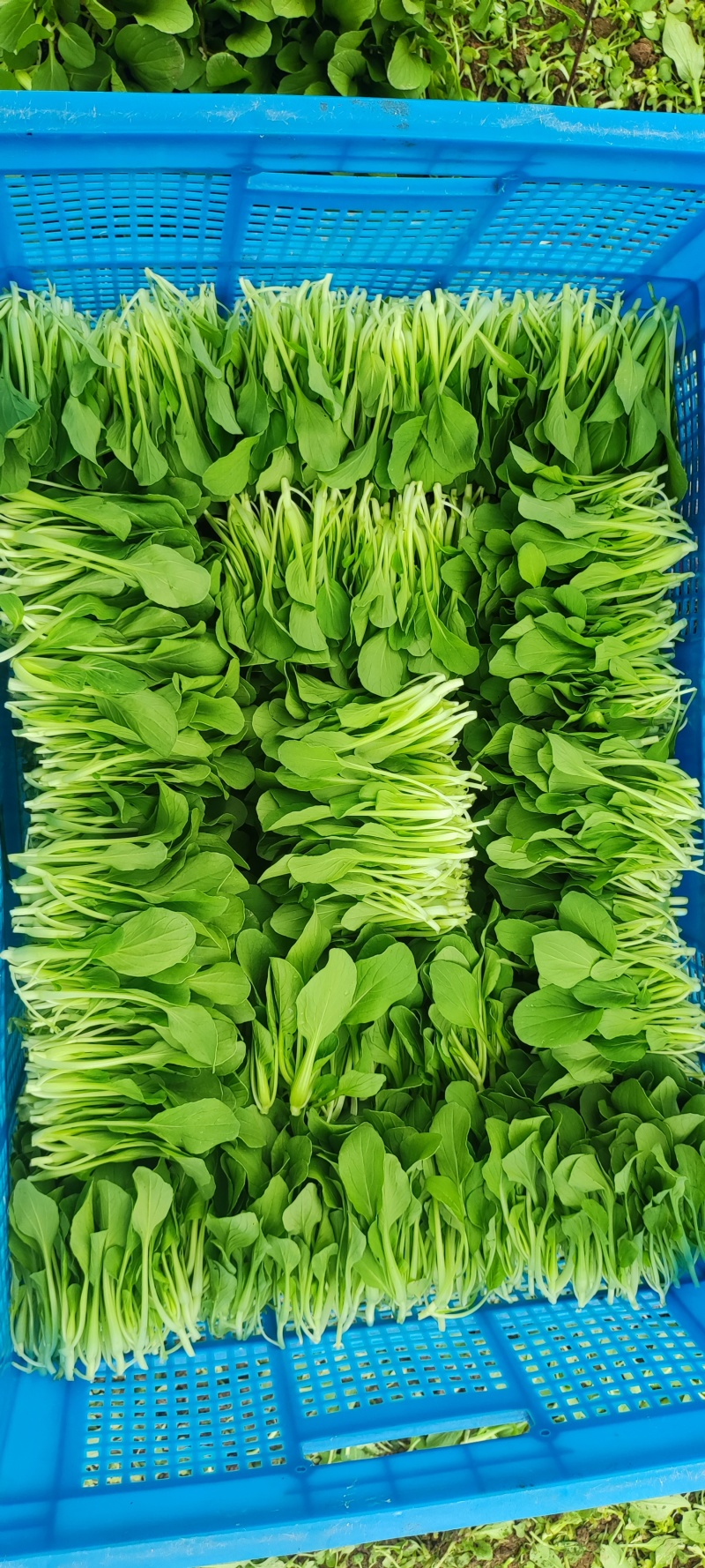 深圳鸡毛菜基地！长年每天新货供应！深圳现割每天从深圳发货