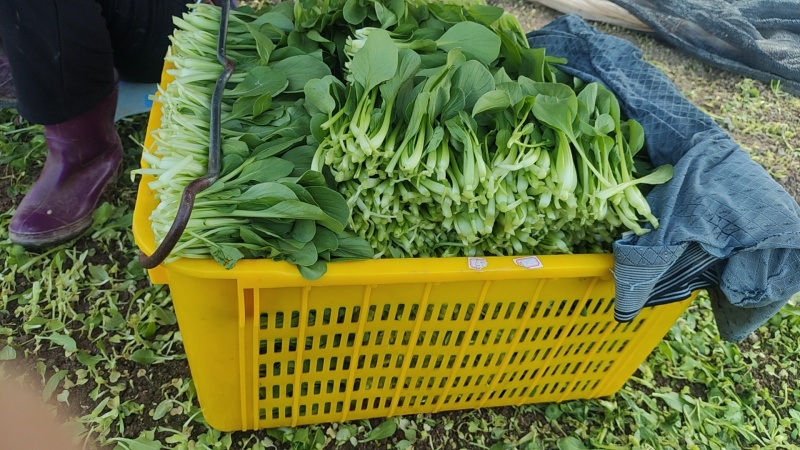 深圳鸡毛菜基地！长年每天新货供应！深圳现割每天从深圳发货