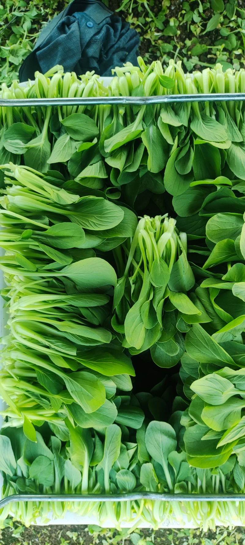 深圳鸡毛菜基地！长年每天新货供应！深圳现割每天从深圳发货