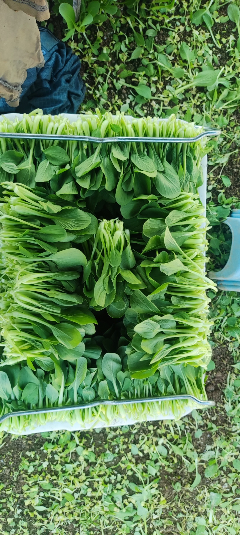 深圳鸡毛菜基地！长年每天新货供应！深圳现割每天从深圳发货