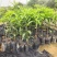 耀堂仙桃嫁接苗蛋黄果嫁接苗自家种植品种质量有保障