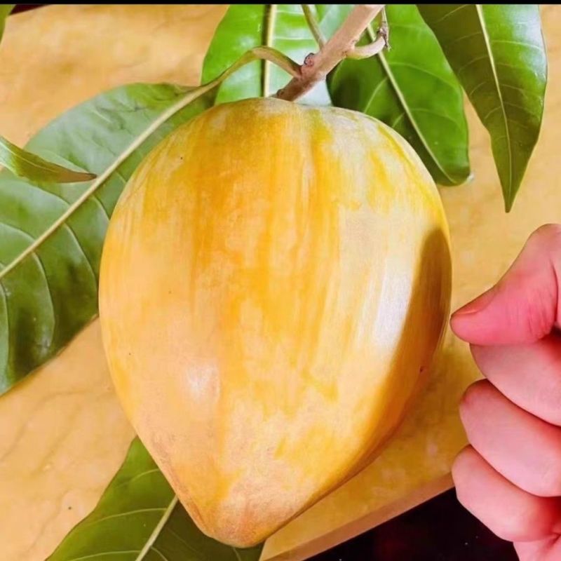 耀堂仙桃嫁接苗蛋黄果嫁接苗自家种植品种质量有保障