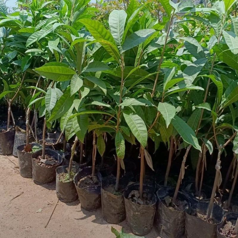 耀堂仙桃嫁接苗蛋黄果嫁接苗自家种植品种质量有保障