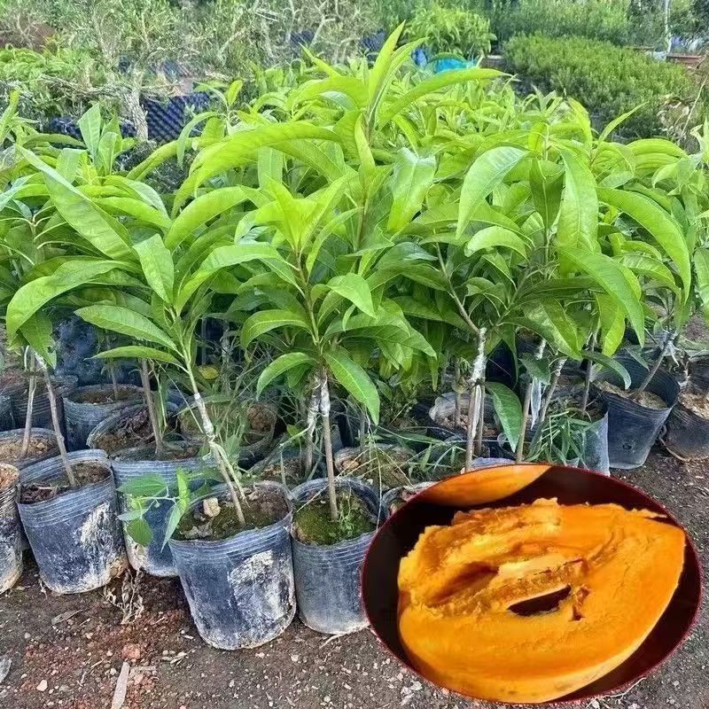 耀堂仙桃嫁接苗蛋黄果嫁接苗自家种植品种质量有保障