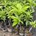 耀堂仙桃嫁接苗蛋黄果嫁接苗自家种植品种质量有保障