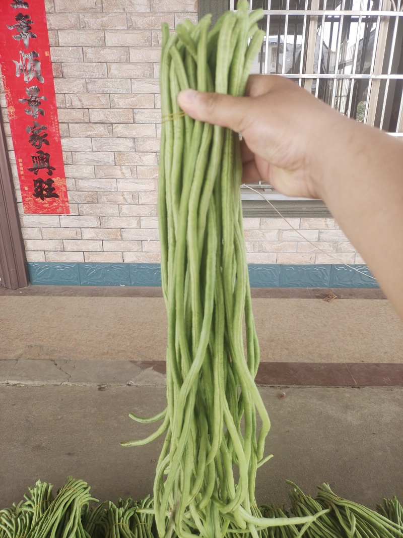 【青条豆角】产地直销量大质优价格优惠欢迎咨询采购