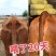 牛催肥饲料，日长五斤，肉牛绿色催肥剂，改善体型长得快