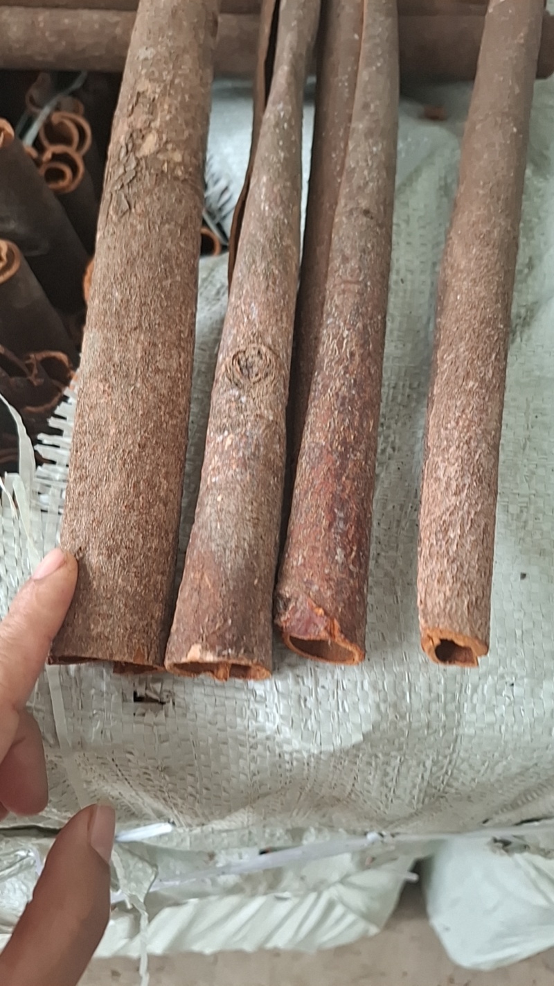 广西桂皮黑皮通大通