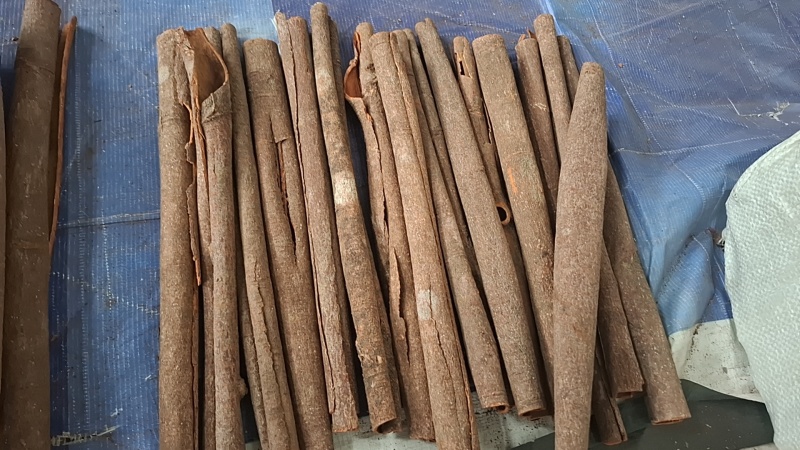 广西桂皮黑皮通大通