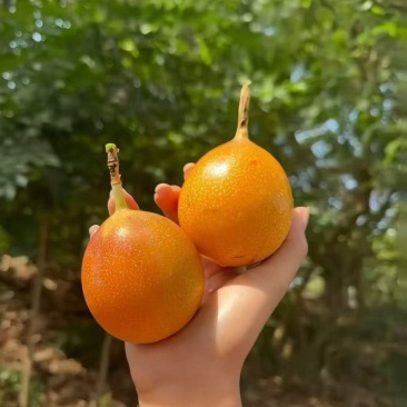 无商标