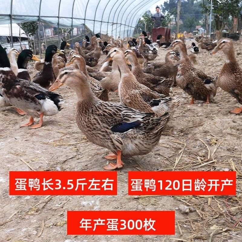 散养2斤半高产绿壳麻鸭绿壳鸭土鸭旱鸭下蛋鸭母鸭绿