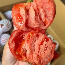 泗县普罗旺斯西红柿大量供应，产地货源，量大从优，诚信经营