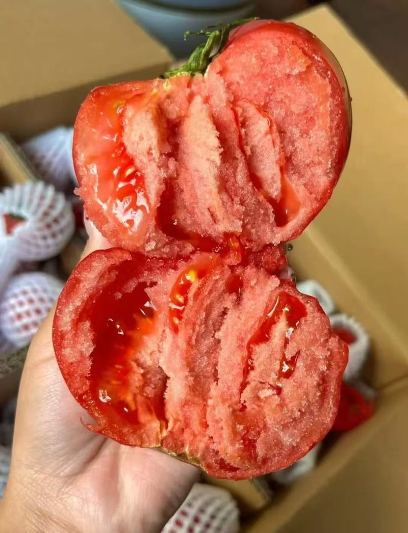 泗县普罗旺斯西红柿大量供应，产地货源，量大从优，诚信经营