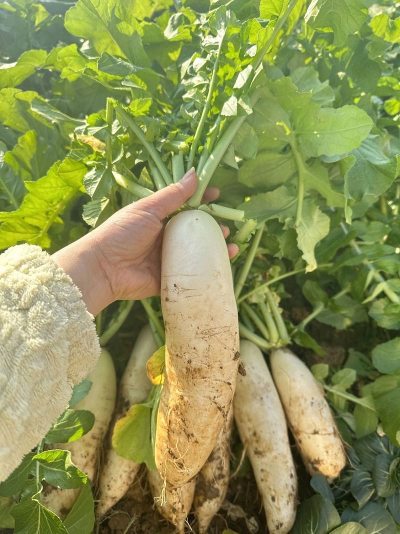 夏秋宝早熟杂交一代白萝卜种子板叶长圆筒形纤维少耐热产量高