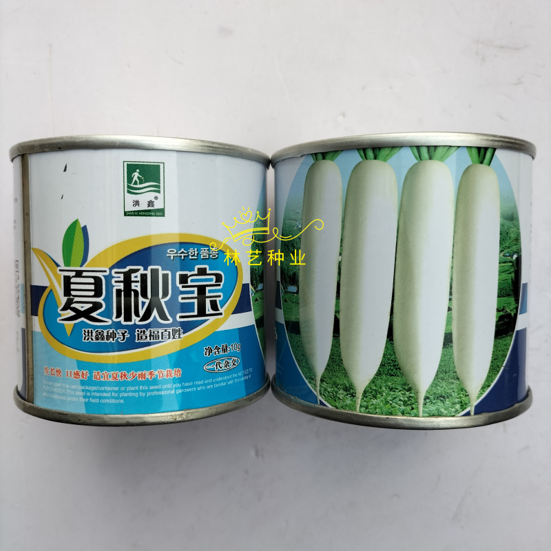 夏秋宝早熟杂交一代白萝卜种子板叶长圆筒形纤维少耐热产量高