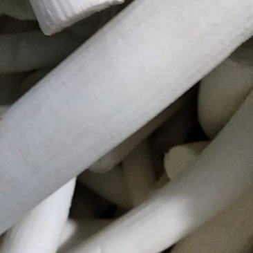 贵州通草