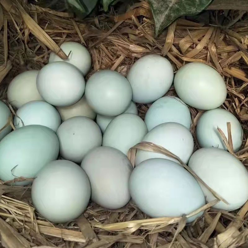 散养麻羽绿壳蛋鸡