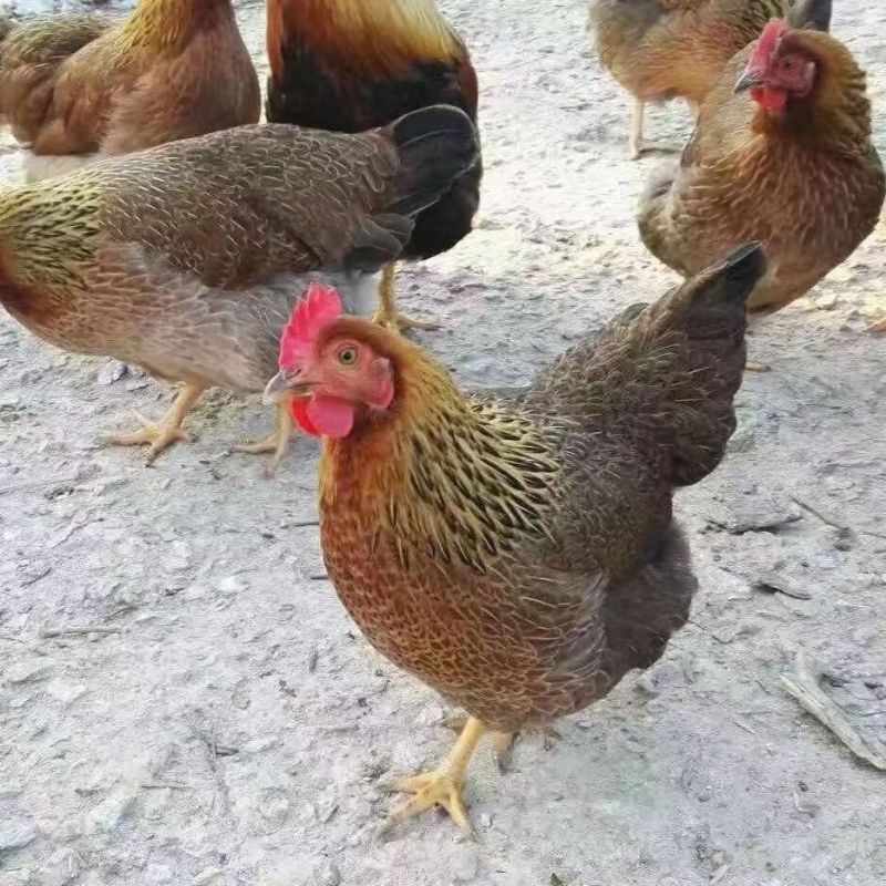 散养麻羽绿壳蛋鸡