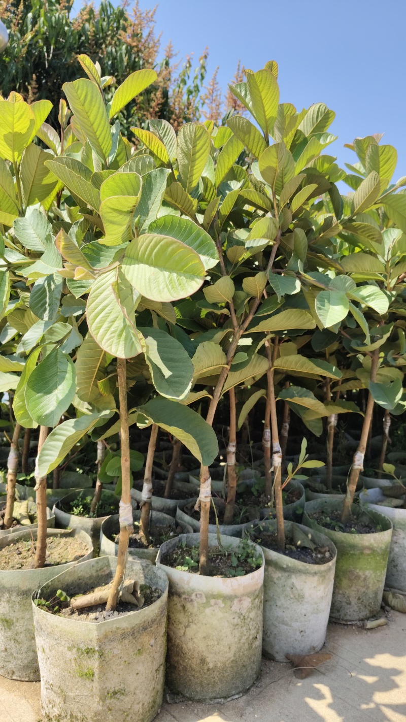 广东汕尾无籽软心（红宝石）番石榴，种植白布袋3年苗