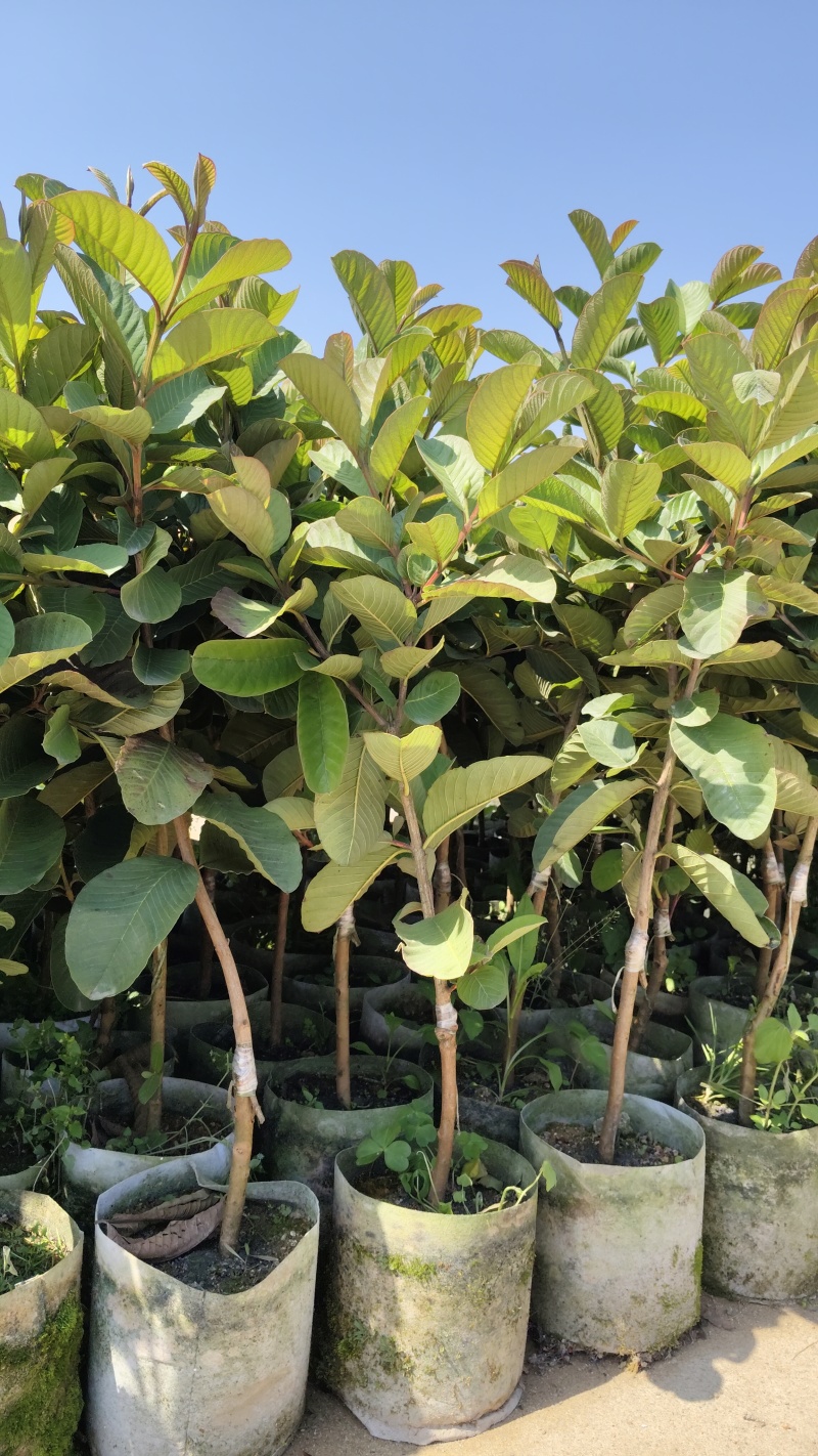 广东汕尾无籽软心（红宝石）番石榴，种植白布袋3年苗