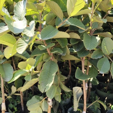 广东汕尾无籽软心（红宝石）番石榴，种植白布袋3年苗