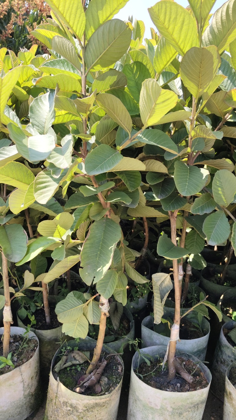 广东汕尾无籽软心（红宝石）番石榴，种植白布袋3年苗