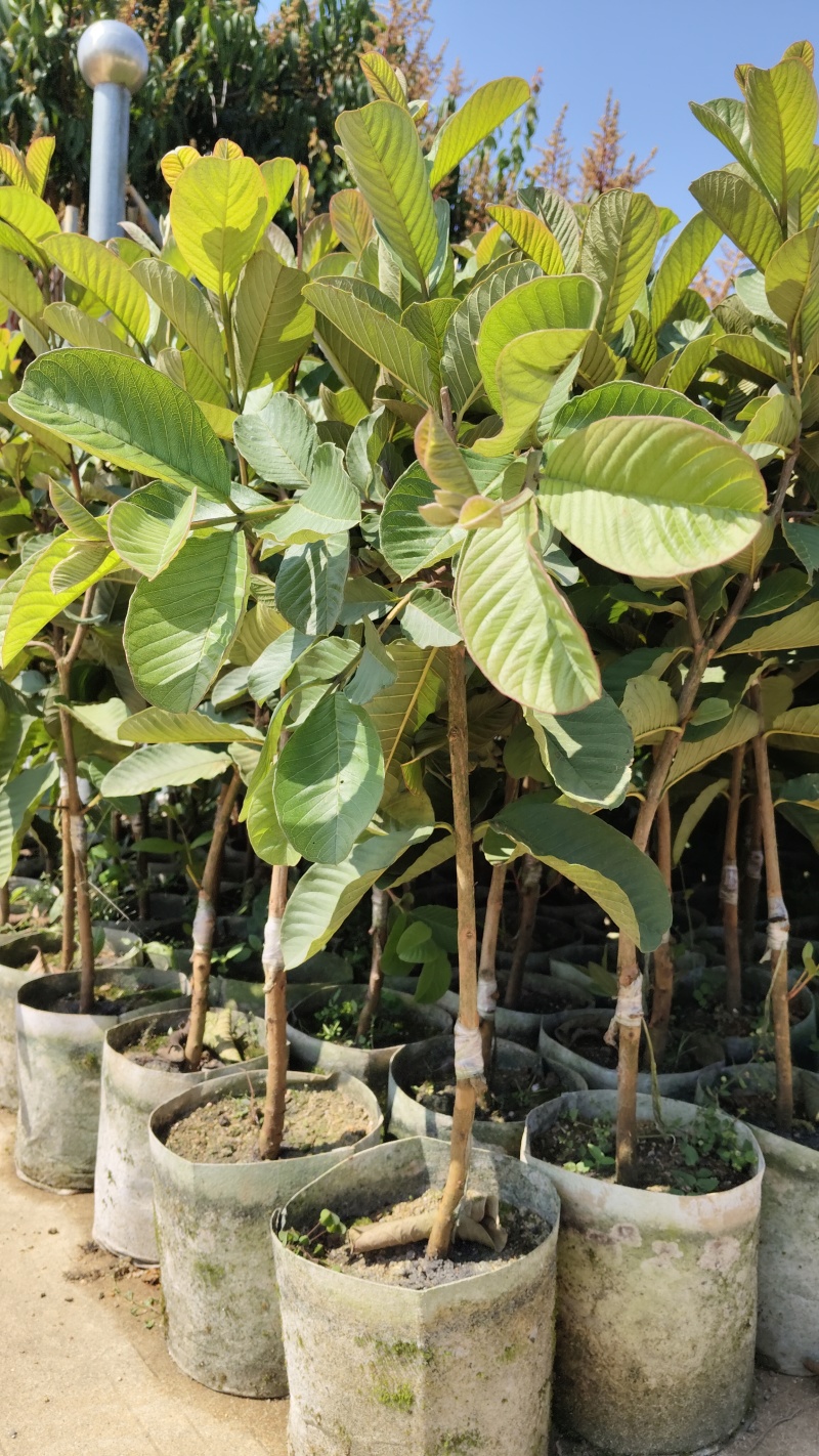 广东汕尾无籽软心（红宝石）番石榴，种植白布袋3年苗
